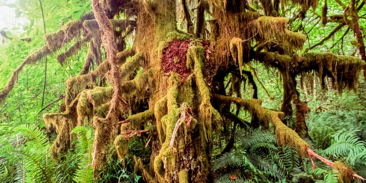 CARMANAH WALBRAN PROVINICIAL PARK gnarled tree