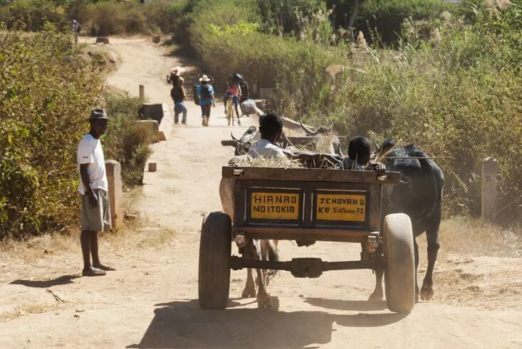 Cart pulled by Oxen in Madagascar