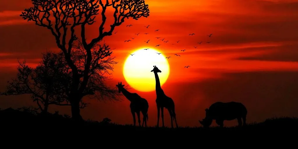 South Africa silhoutte of giraffe