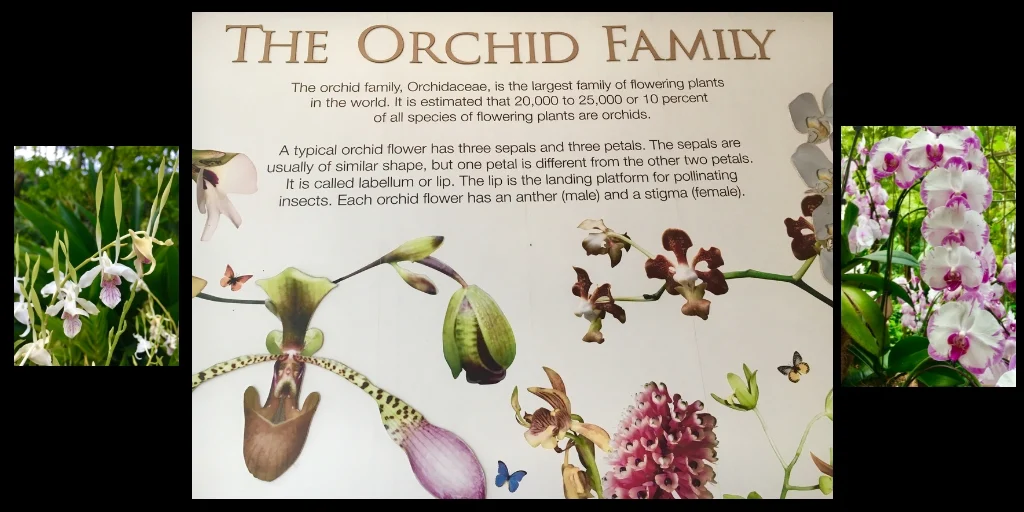 the orchid family