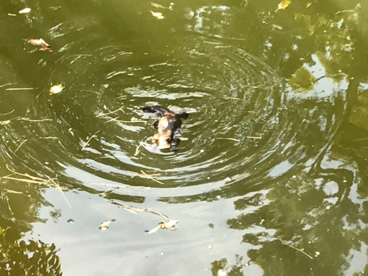 finding platypus at Eungella National park - a rare sighting as the platypus emerges onto the surface of the water