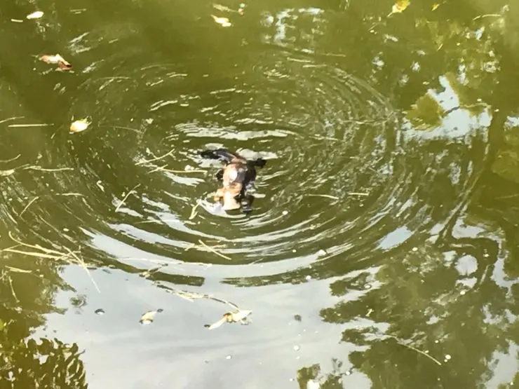 finding platypus at Eungella National park - a rare sighting as the platypus emerges onto the surface of the water