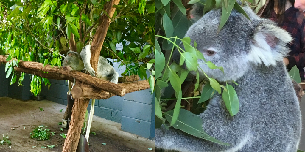 KOALA HEADER