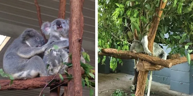 Koala at Lone Pine Koala Sanctuary