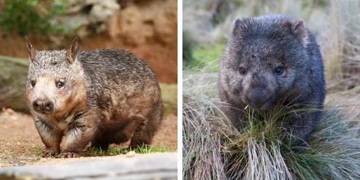 Wombats 