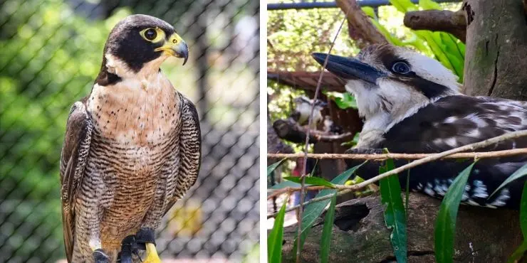 birds at the Lone Pine Koala Sanctuary