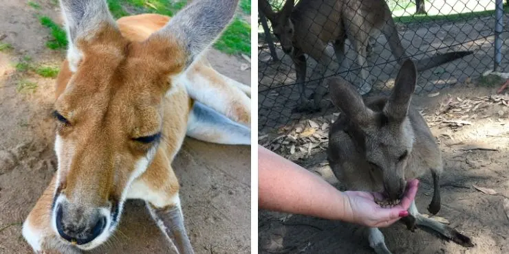 kangaroos at Lone Pine Koala Sanctuary