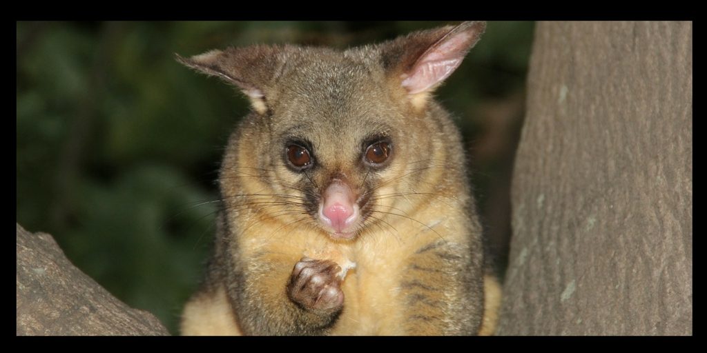 How to see amazing Australian animals in Queensland