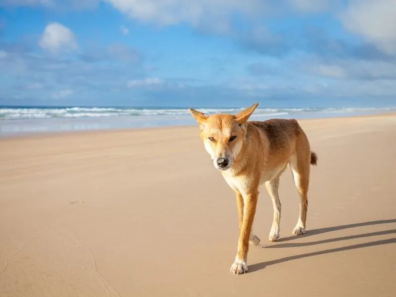 Dingo walking along a beach one of many Australian animals in Queensland