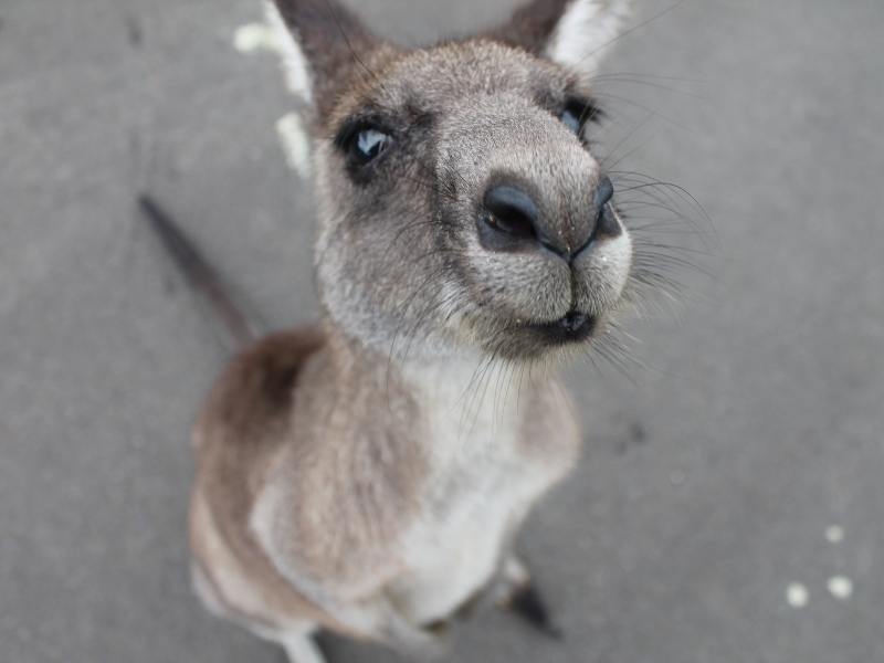 Kangaroo looking at the camera