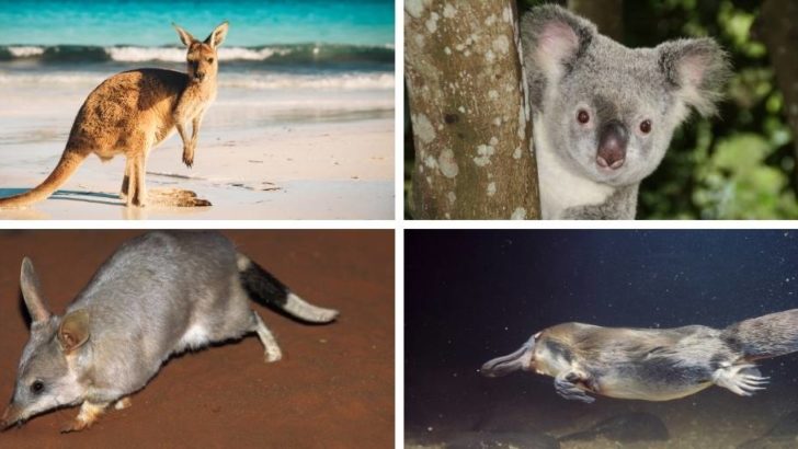 Australian animals found in Queensland koala kangaroo bilby and platypus