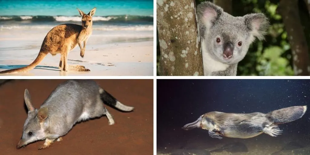 Australian animals found in Queensland koala kangaroo bilby and platypus