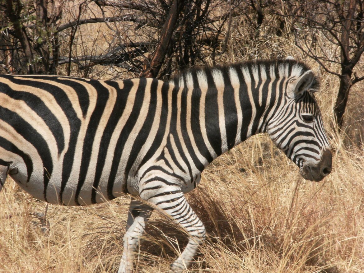 zebra in south africa