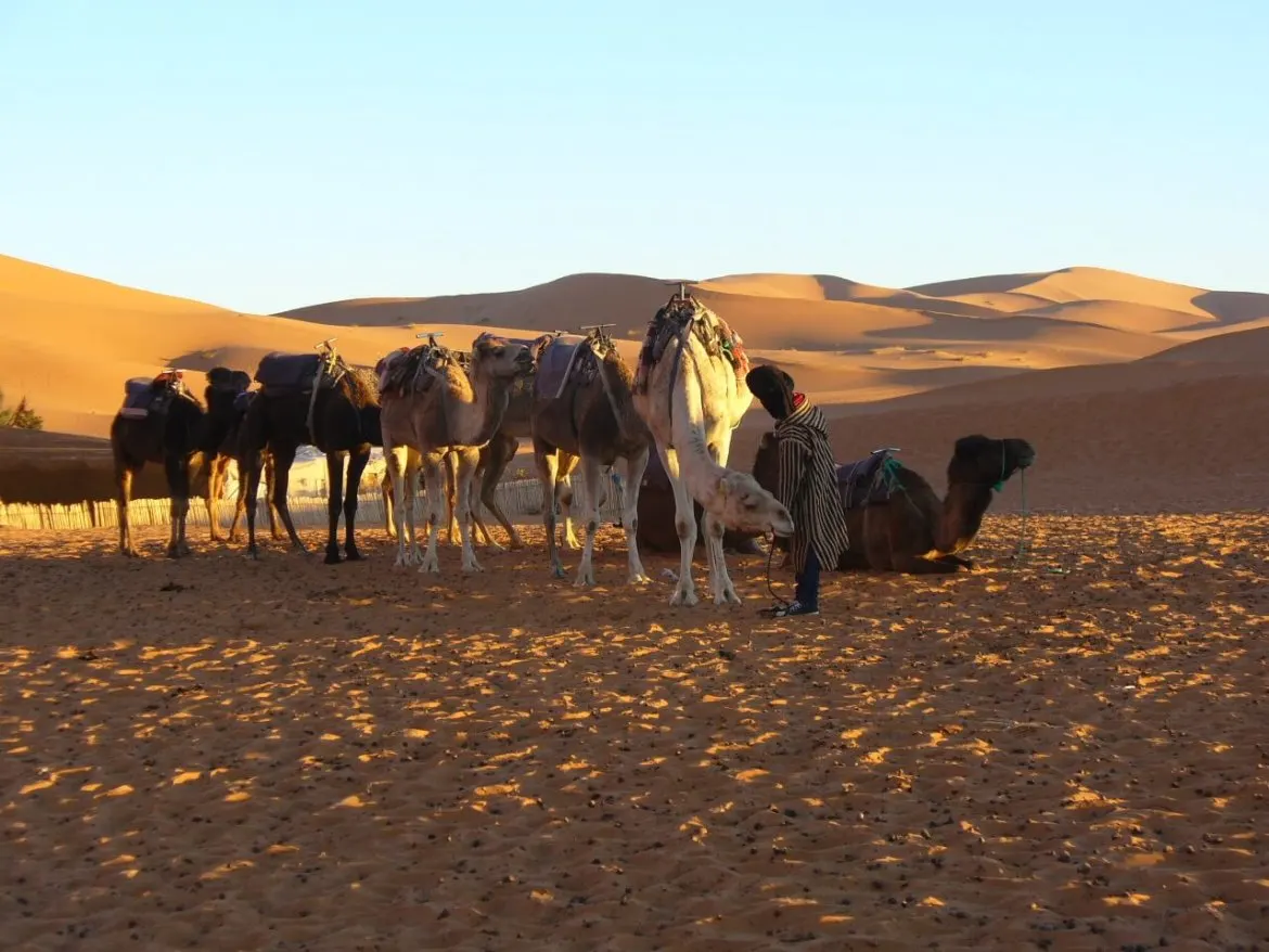 camels in the desert in morocco