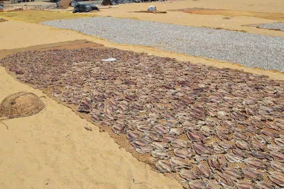 fish-laid-out-to-dry