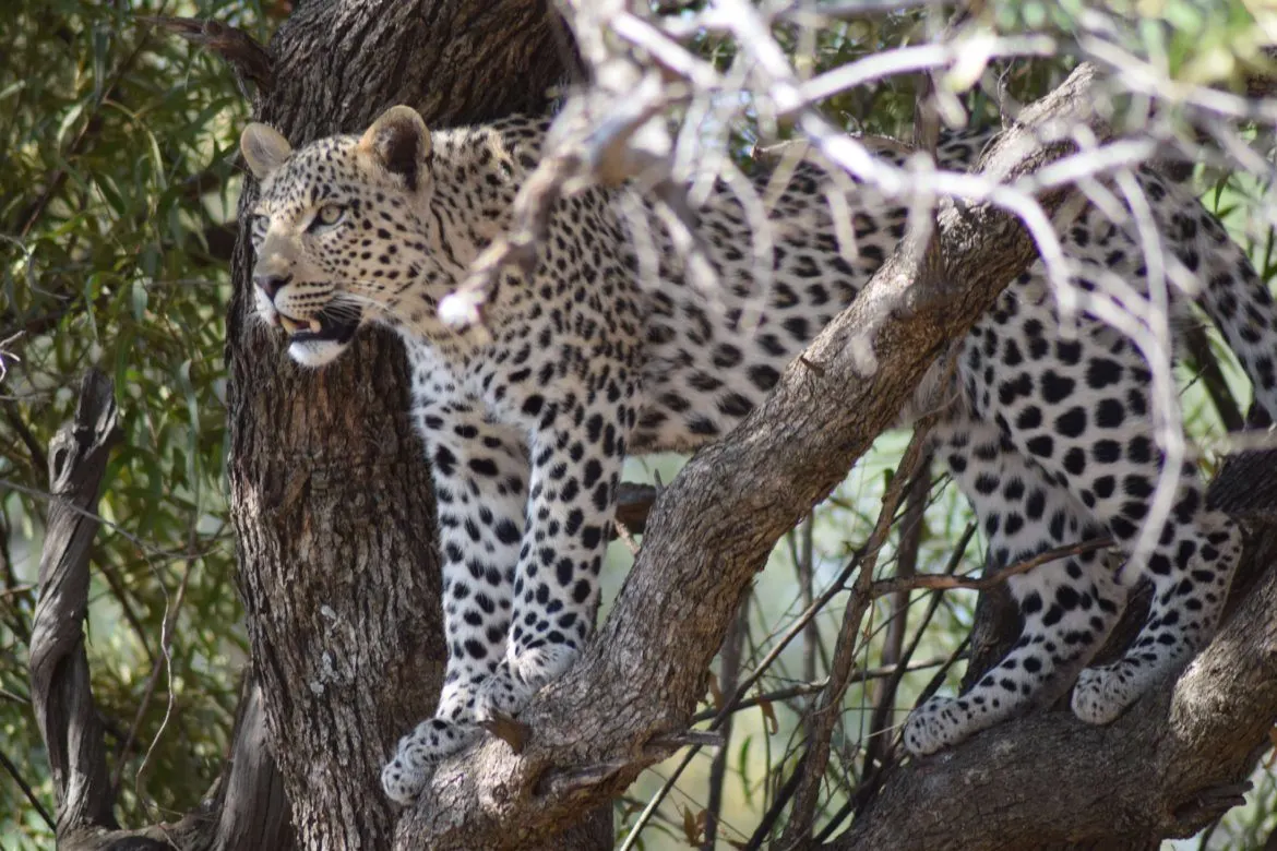 Leopard in a tree