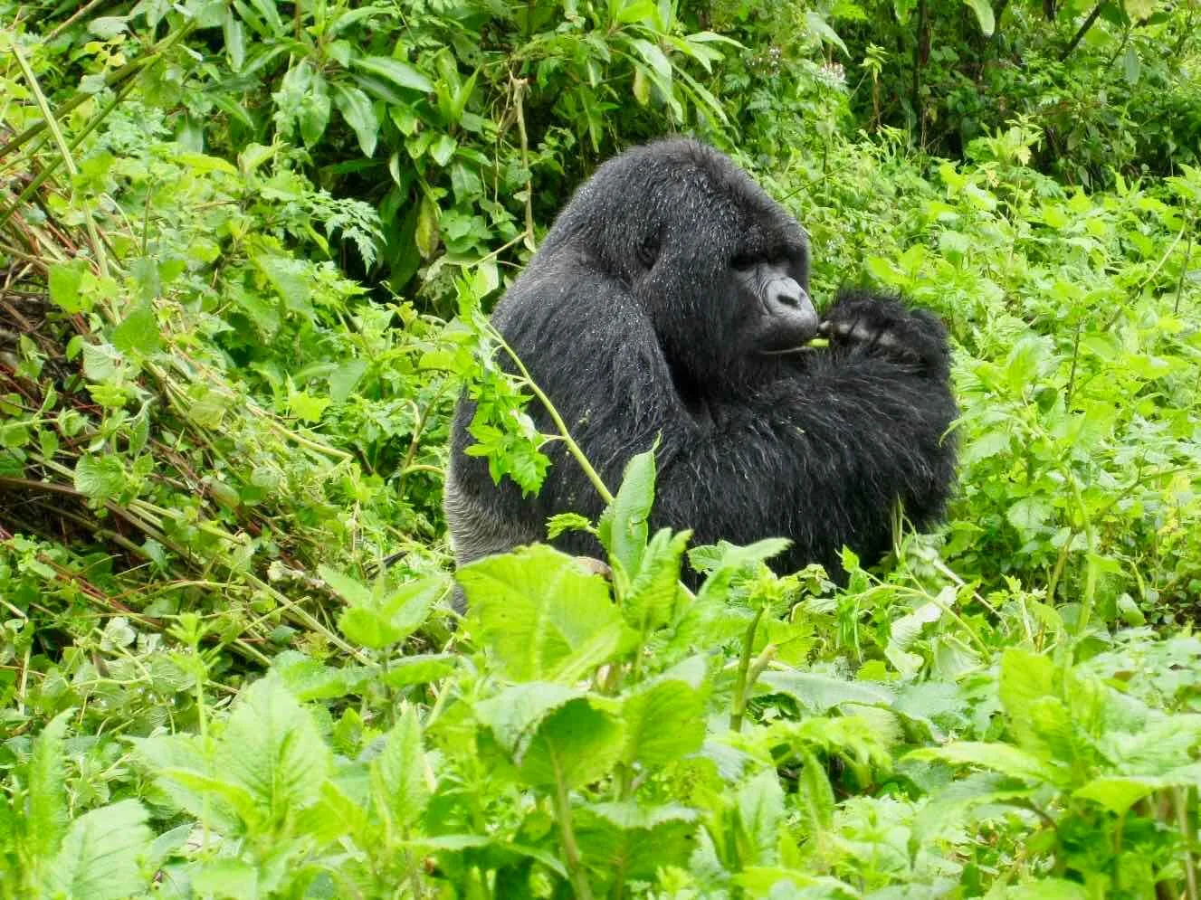 Rwanda gorillas 