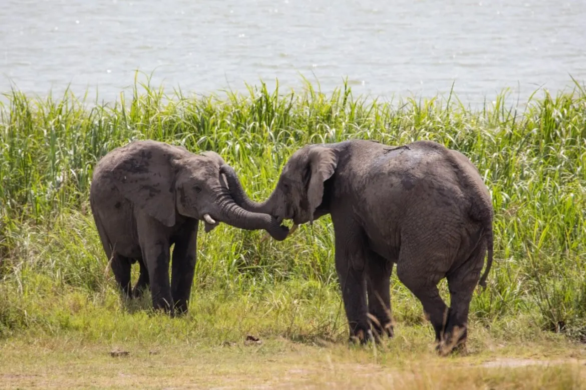 Two baby elephants touching their trunks