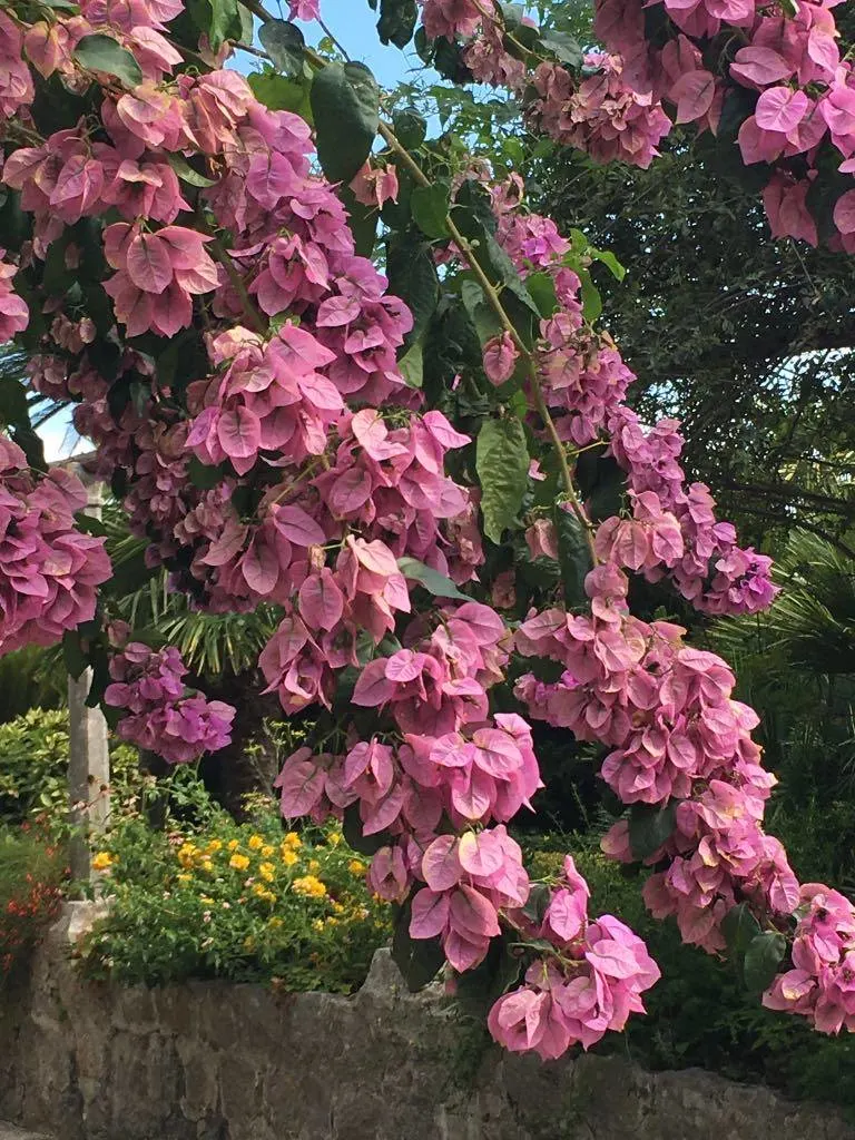 bougainvillea