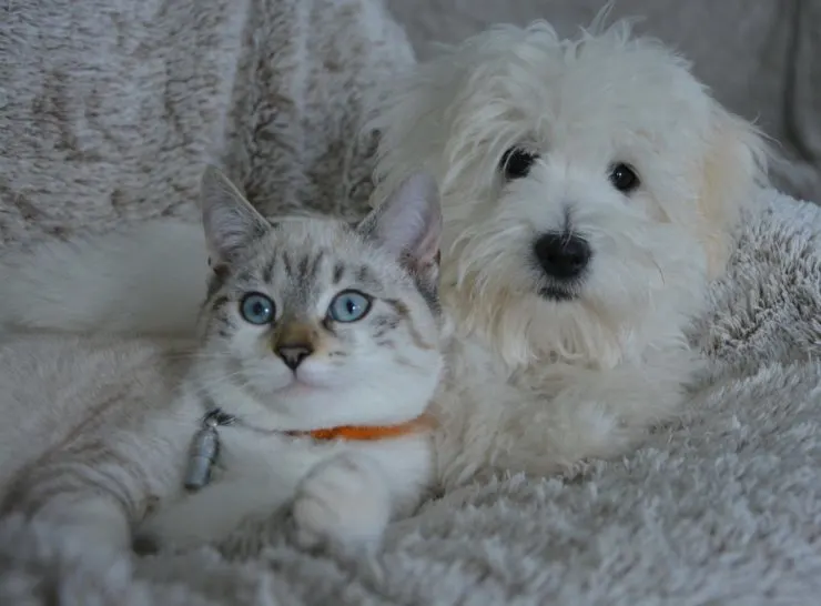 cat and dog CUDDLING | 15 Things to Know Before Moving to Australia featured by top international travel blog, Tracy's Travels in Time
