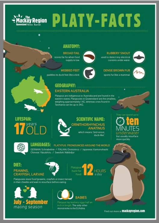 Platypus facts.