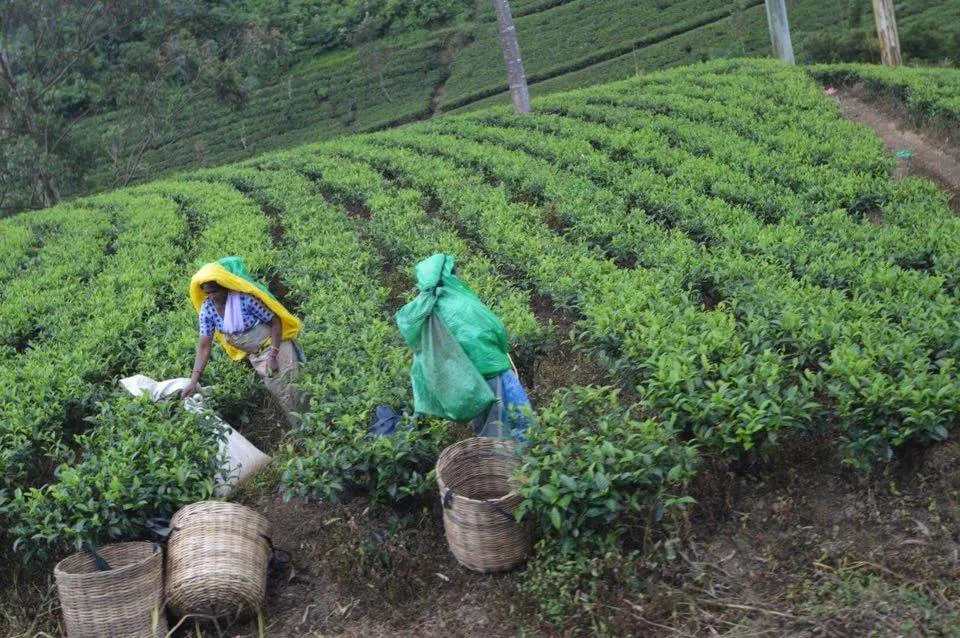 tea-picking-in-Sri-Lanka