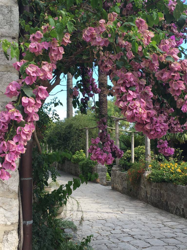 the bougainvillea was stunning