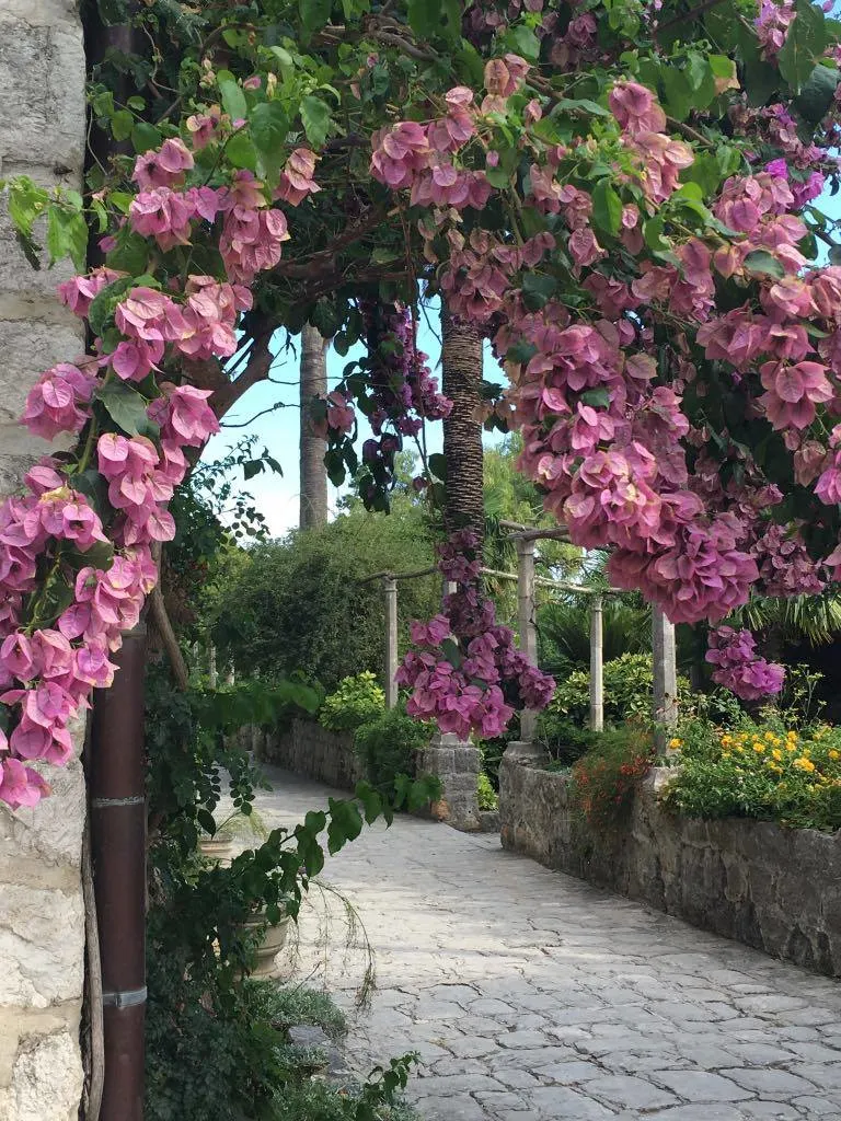 the bougainvillea was stunning