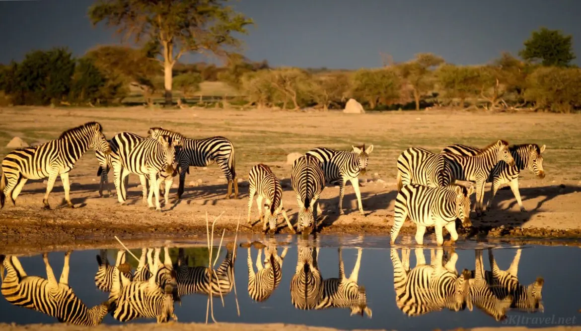 Zebras by the water hole in Botswana