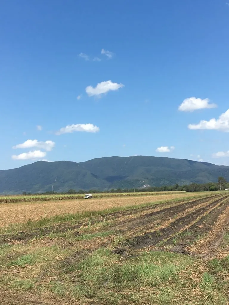 sugar cane fields in queensland