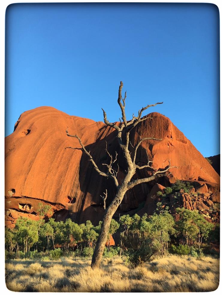Uluru with tree