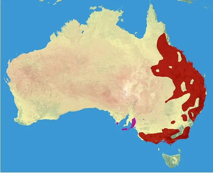 Where to find koala in Australia - a map showing the habitat 