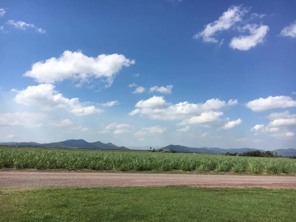 sugar cane fields in queensland