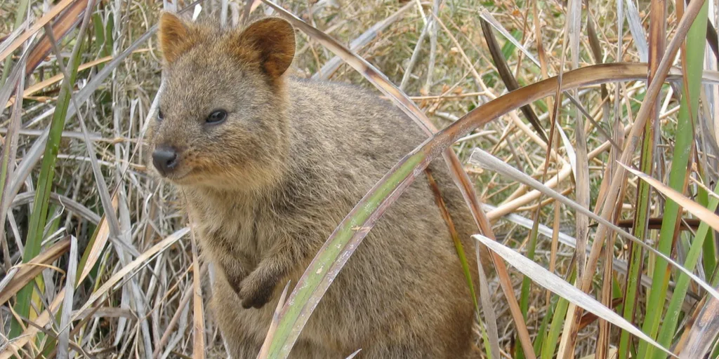 quokka on rottnest island australia