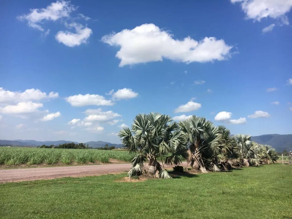 beautiful sugar cane farm