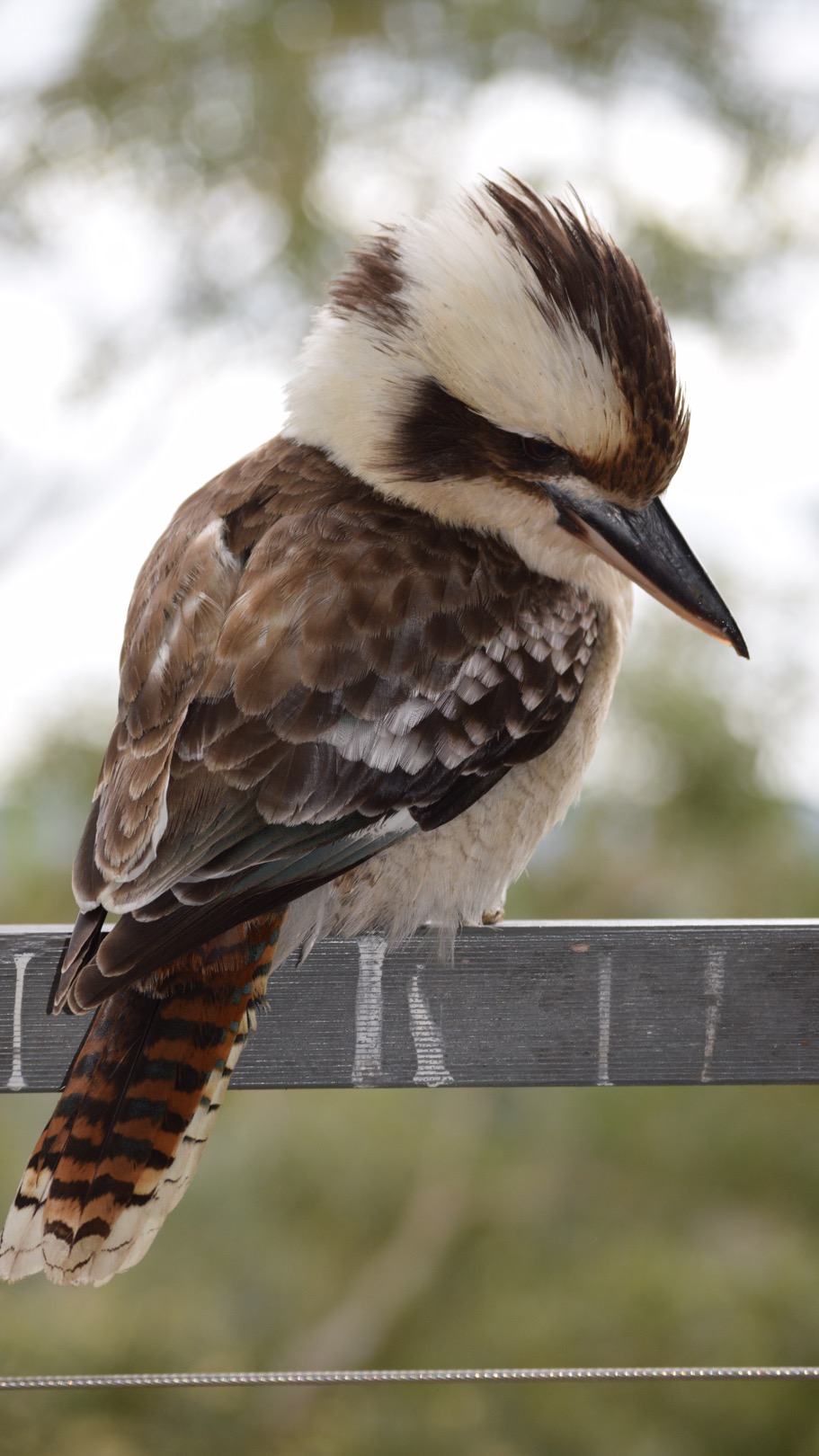 kookaburra