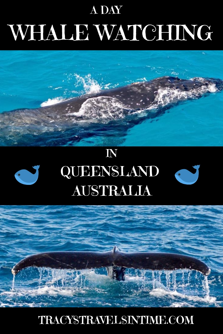 An unforgettable day with Brisbane Whale Watching