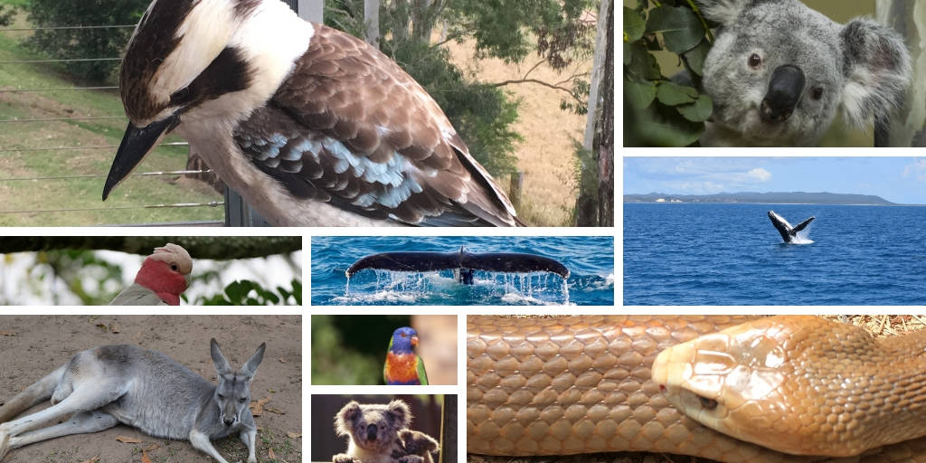 native australian animals collage