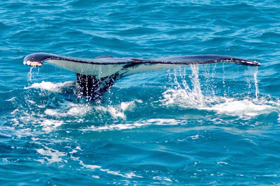 Humpback whale tail fin