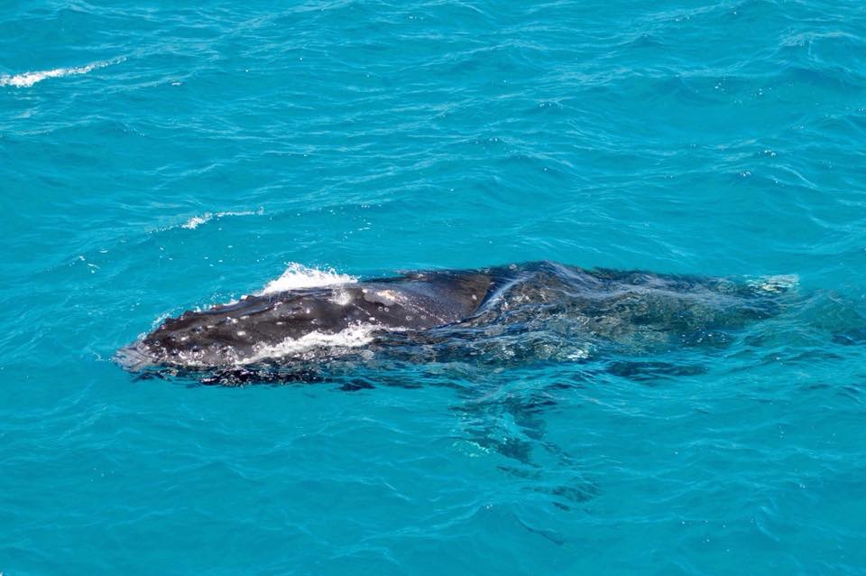 humpback whale brisbane whale watching