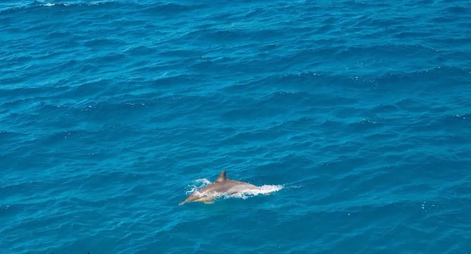 dolphin in moreton bay