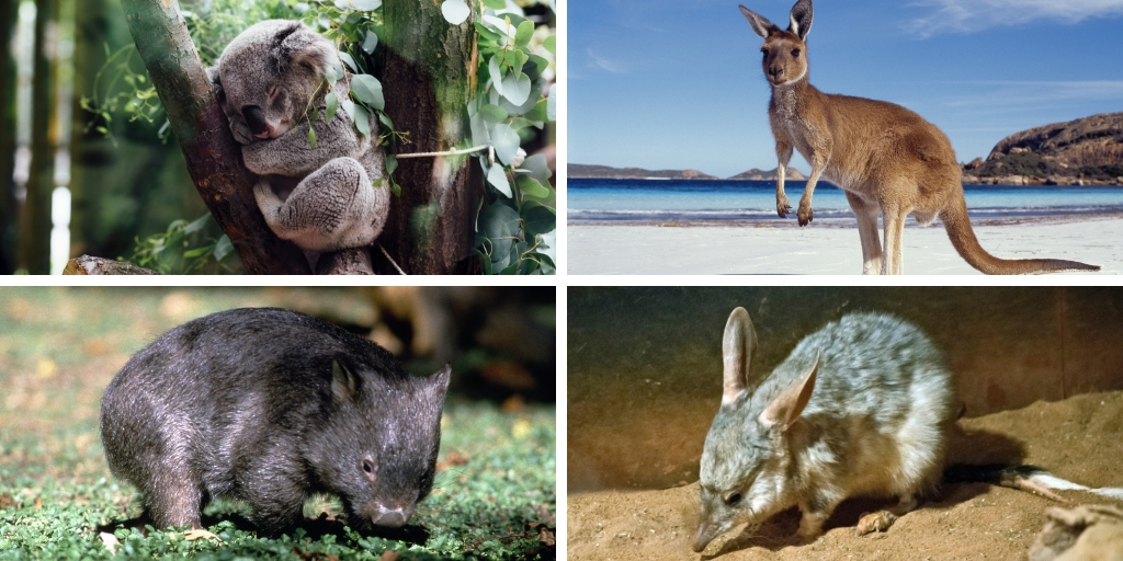 native australian animals collage