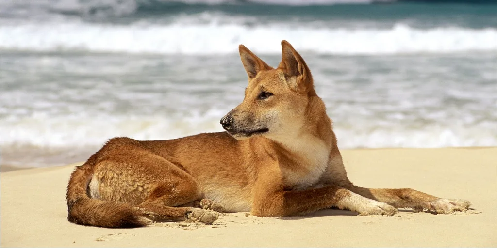 dingo on Fraser Island