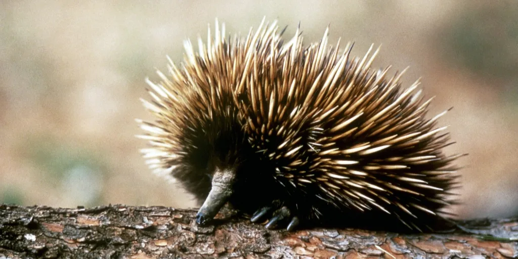 echidna on a branch