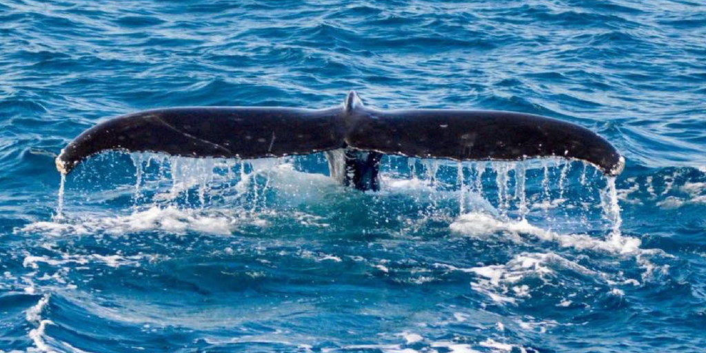 humpback whale tail