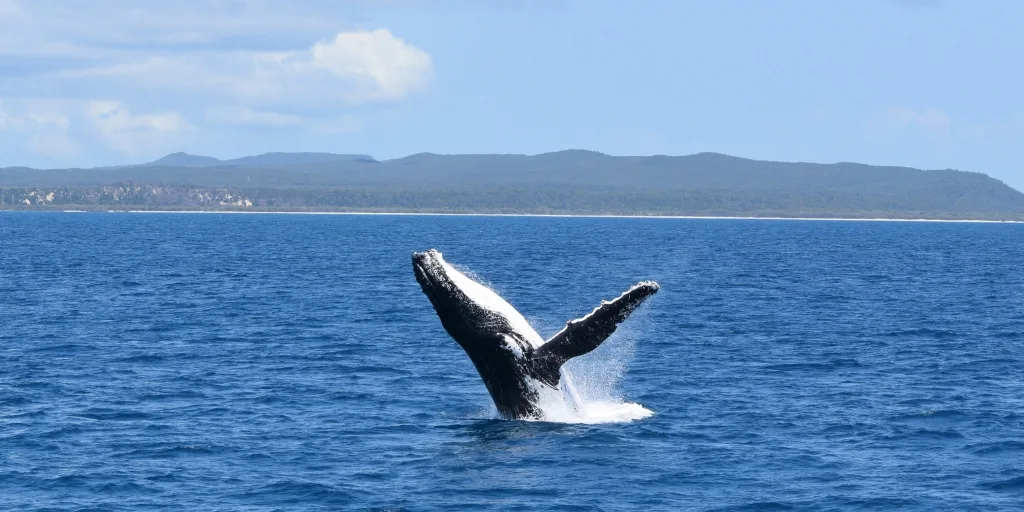 humpback whales off moreton island