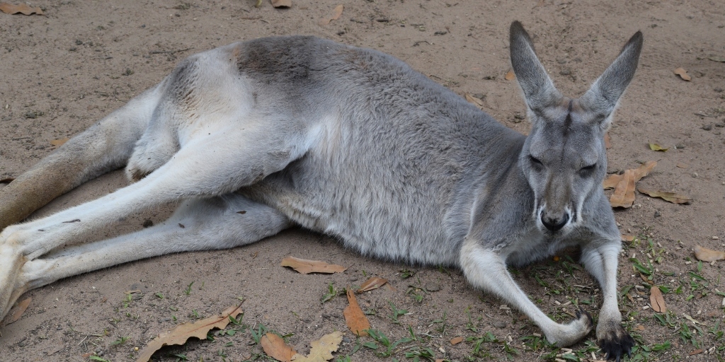 kangaroo having a lounge around