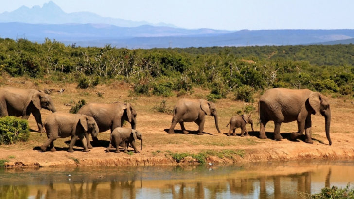 A HERD OF ELEPHANTS BESIDE A WATERHOLE IN SOUTH AFRICA
