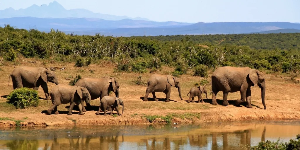 A HERD OF ELEPHANTS BESIDE A WATERHOLE IN SOUTH AFRICA