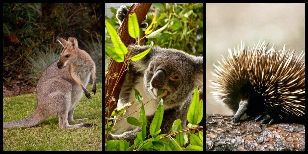 A picture of a kangaroo koala and echidna if you are living in Queensland you can expect to see these Australian animals